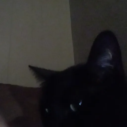 creator lialovescats's avatar