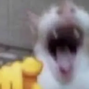 creator laughingcat🗿's avatar