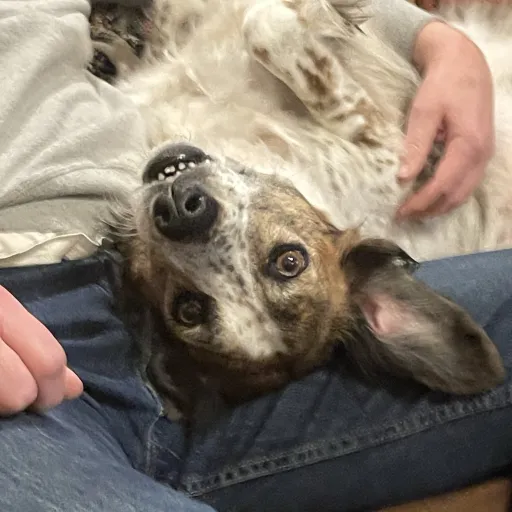 talkie's author avatar