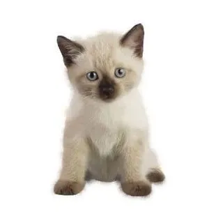 creator •✿•'s avatar