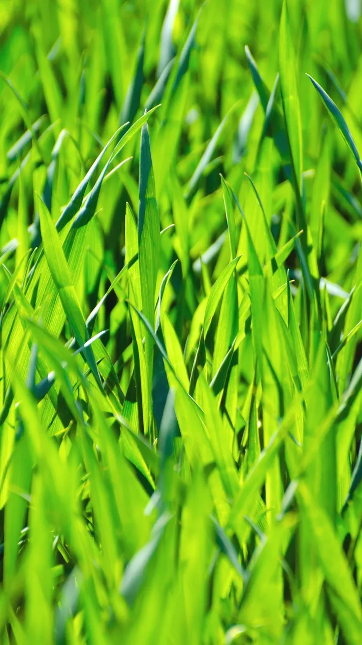 ai character: Grass background
