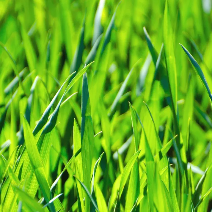 chat with ai character: Grass