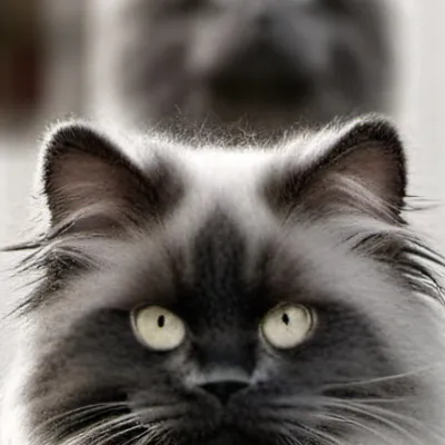 chat with ai character: Engels revenge!