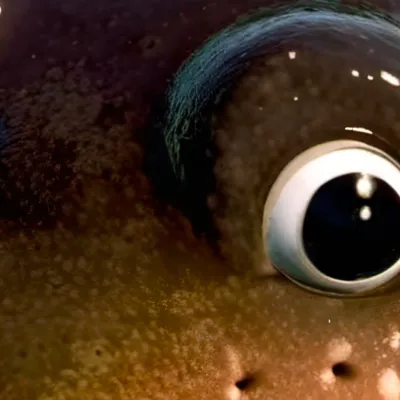 chat with ai character: Pufferfish pet