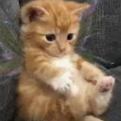 creator Kitty Chloe's avatar