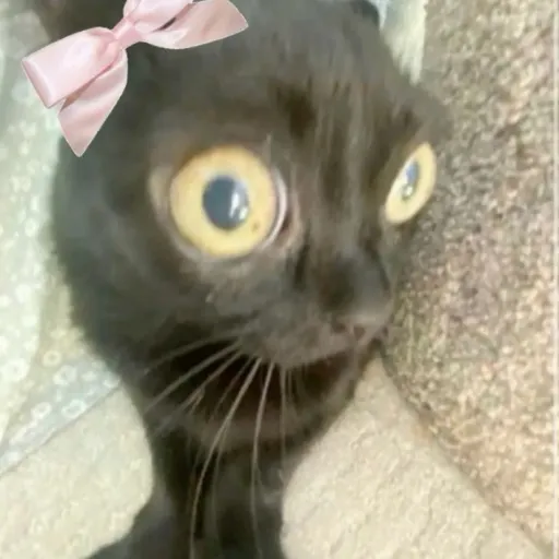 creator Fatass:)'s avatar