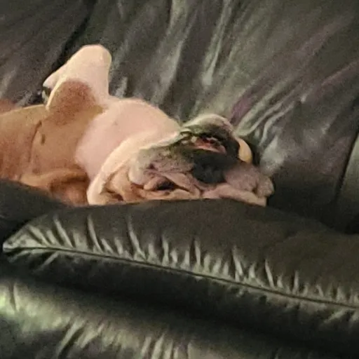 creator daddy889's avatar