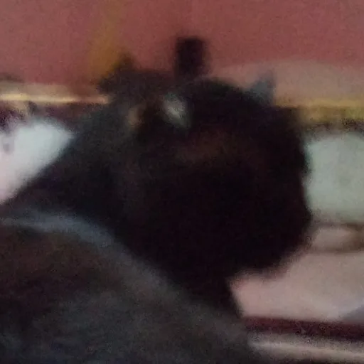 creator mystery Firefox's avatar