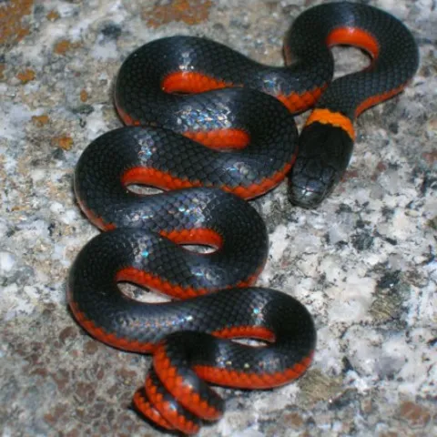 creator ★poison ivy★'s avatar