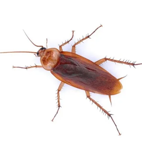 creator katloverKittymeow's avatar