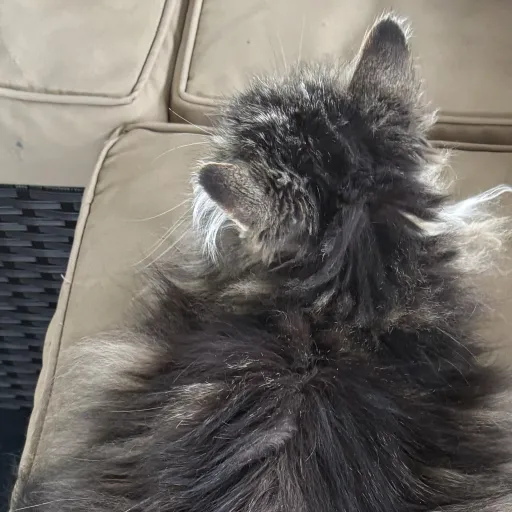 creator •!JAXITY JAX!•'s avatar