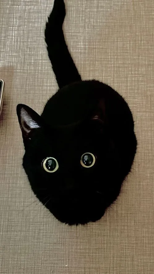 ai character: Some random kitten background