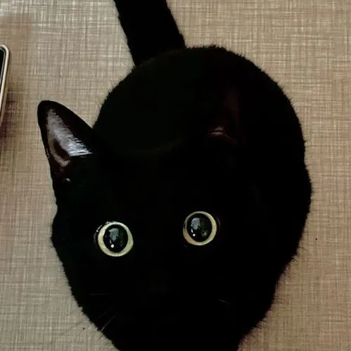 chat with ai character: Some random kitten