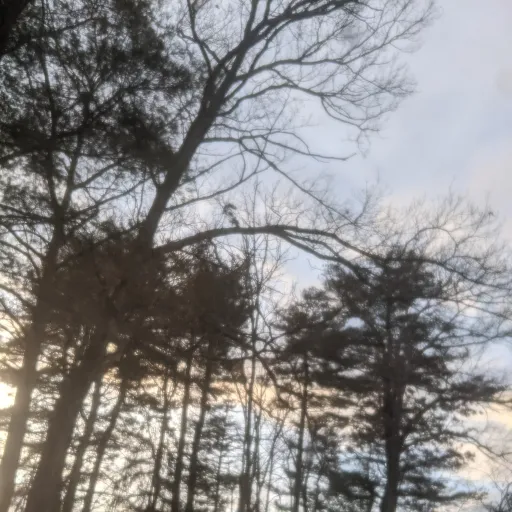 creator Tacos_Wear-perfume's avatar