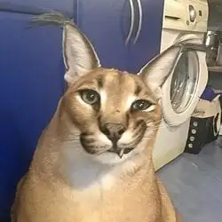 creator teardrop2010/2017's avatar