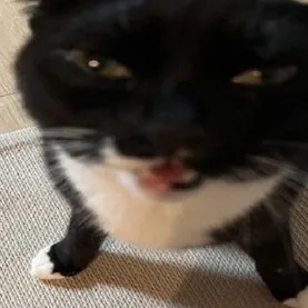 chat with ai character: Globert