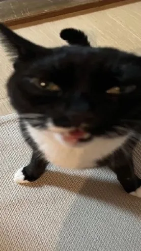 ai character: Globert background