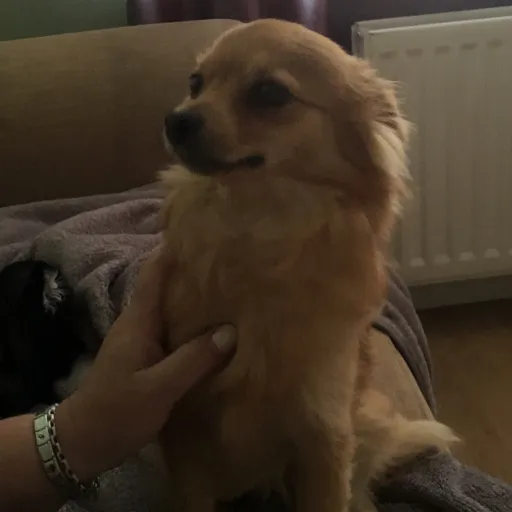 creator ✝️⭐️Prestonnnn⭐️✝️'s avatar