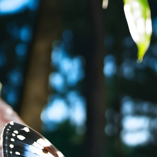 chat with ai character: I can guess age