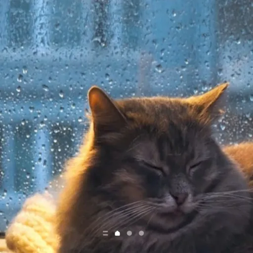 creator AbigailPe's avatar