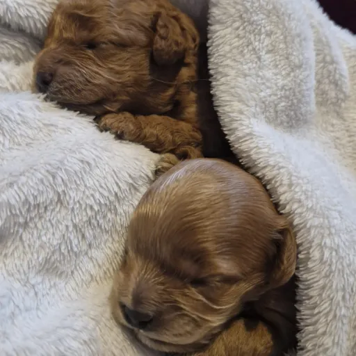 creator MOLLYOUREYEKON's avatar