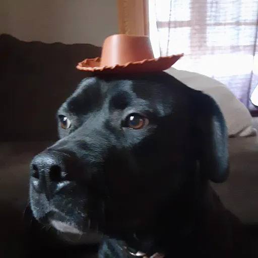 creator 👑 🌮 TacoLord 🌮 👑's avatar