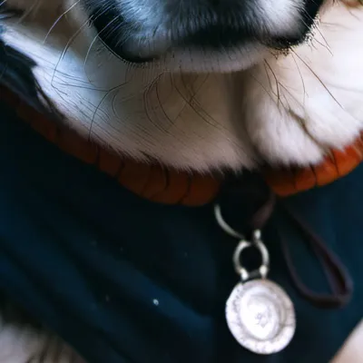 chat with ai character: Doggo