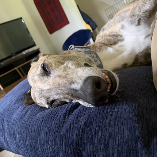 talkie's author avatar