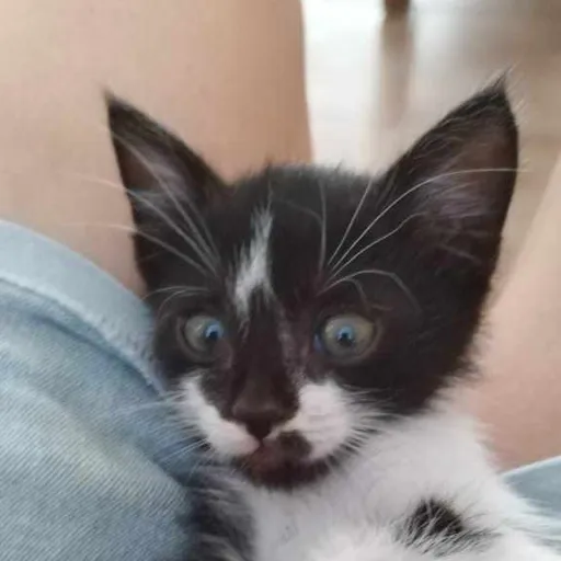 creator _🌸VAŁIA🌸_'s avatar