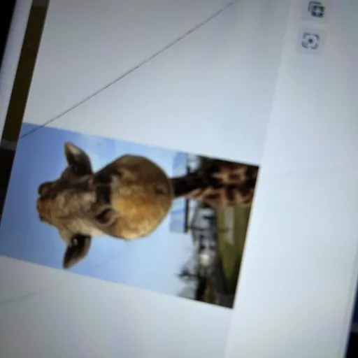 creator Camila admin's avatar