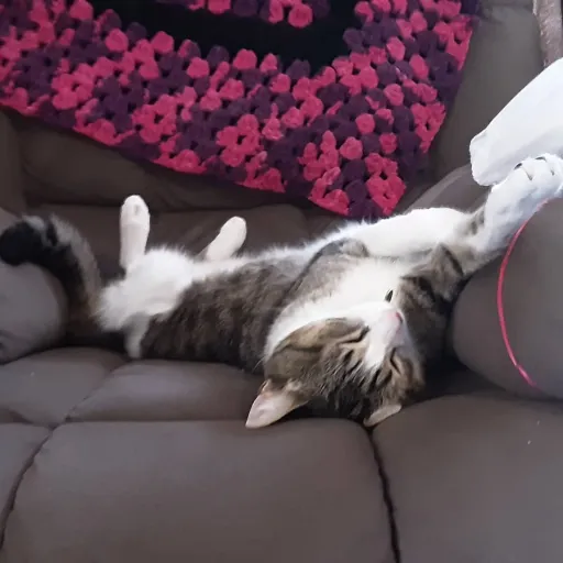 creator Waffle Benoni's avatar