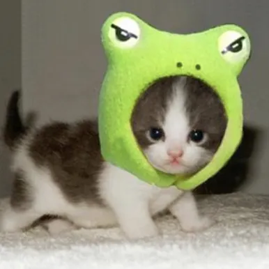 creator SØLAR<3's avatar