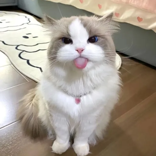 creator ━ '˙∘• 🥭!'s avatar