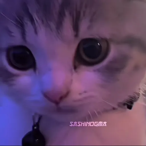 creator Talkior-EB3RyPnT's avatar