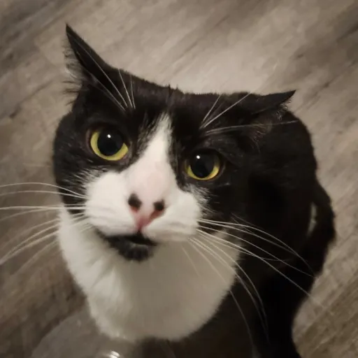 talkie's author avatar