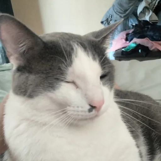 creator ~milicat~'s avatar