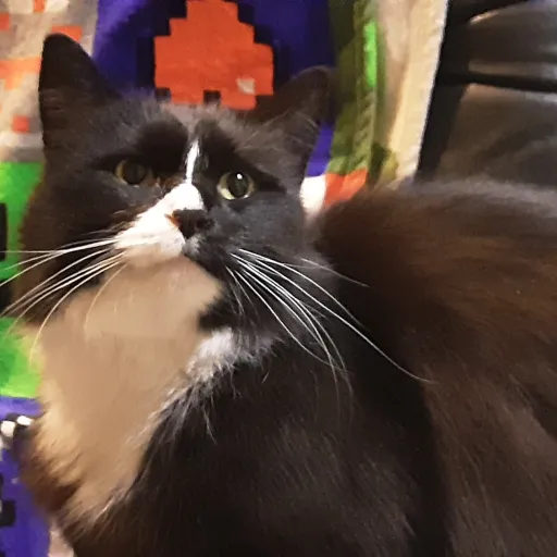 creator Shadowhawk247's avatar