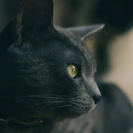 creator coca cola espumaa's avatar