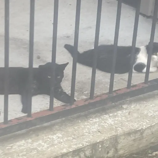 creator Peyton♥️'s avatar