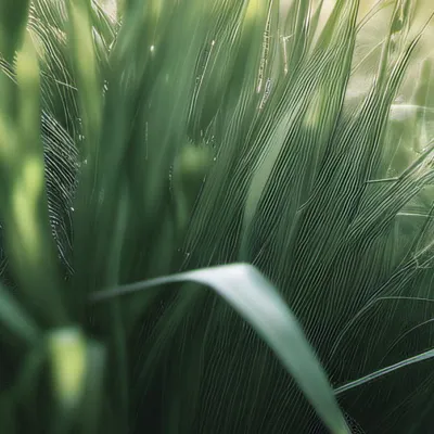 chat with ai character: Grass