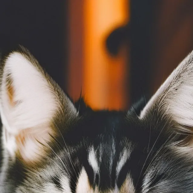 chat with ai character: ysha