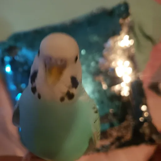 creator Talkior-sf83nQSZ's avatar