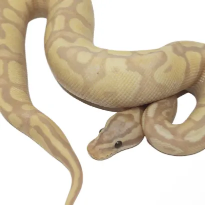 creator Snake girly's avatar