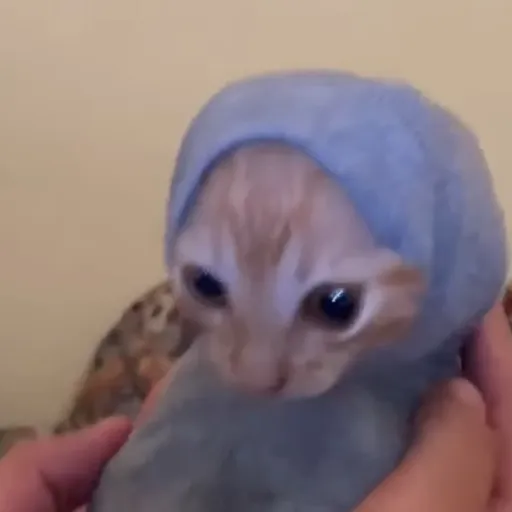 creator kitty bean baby's avatar