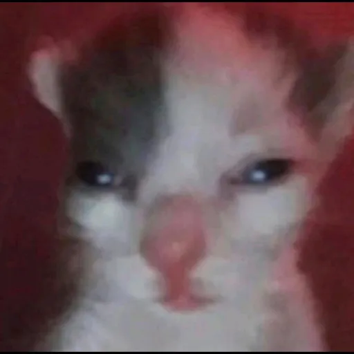 creator ~ChickenNuggets~'s avatar