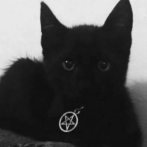 creator (#yo_gay_lil_fox#)'s avatar