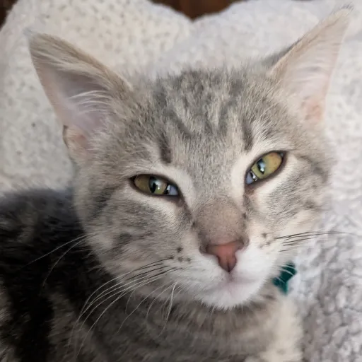 creator 💗~Shiro~💗's avatar