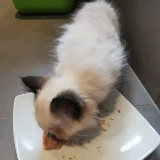 creator Xavier20's avatar