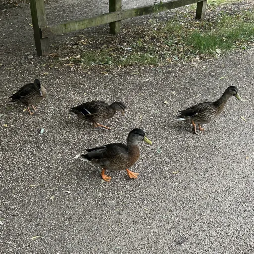 creator Quackers🐤🐥🦆🐣's avatar