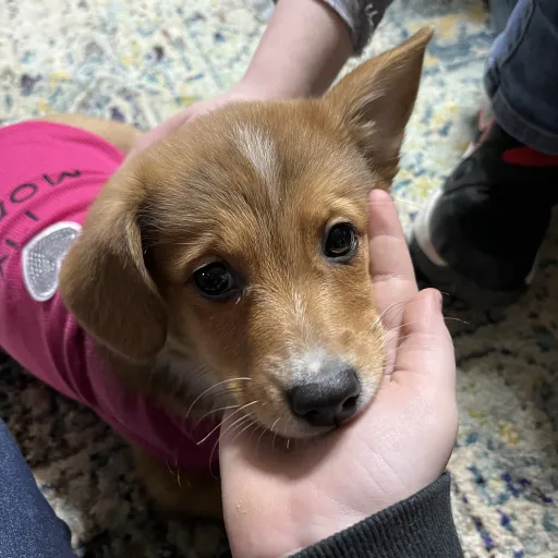 creator Bakugo fan yay's avatar